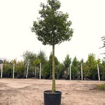 Portugese laurier Prunus ‘Angustifolia’, Wintergroen, ca. 350 cm hoog