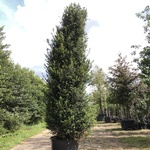 Venijnboom Taxus baccata, Zuilvorm, Wintergroen, ca. 350 cm hoog