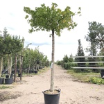 Amberboom Liquidambar styraciflua, Dakboom, Herfstverkleuring, ca. 220