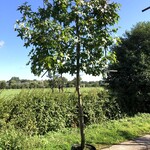 Amberboom Liquidambar styraciflua, Leiboom, Herfstverkleuring, ca. 150