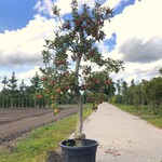Appelboom Malus ‘Elstar’, Fruitgaardboom, Vruchtdragend, ca. 200 cm ho