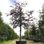 Rode beuk Fagus ‘Atropunicea’, Roodbladig, ca. 5 m hoog
