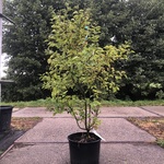 3x Dwergsering Syringa ‘Josée’, Sierheester, Roze bloei, ca. 125 cm ho