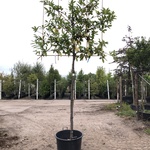 2x Laurierkers Prunus ‘Novita’, Leiboom, Wintergroen, ca. 180 cm stamh