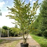 2x Hartjesboom Cercidiphyllum japonicum, Meerstammig, Roodgele herfstk