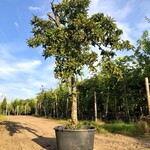 Mispel Mespilus germanica, Vruchtboom, Vruchtdragend, ca. 250 cm hoog