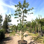 10x Kersenboom Prunus ‘Kordia’, Fruitgaardboom, Vruchtdragend, ca. 3 m