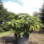 Mahonie Mahonia aquifolium, Solitair, Gele bloei, ca. 150 cm