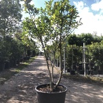 Magnolia Magnolia ‘Susan’, Meerstammig, Roze bloei, ca. 200 cm hoog