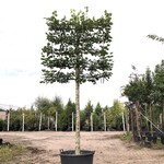 Winterlinde Tilia cordata, Leiboom, ca. 200 cm stamhoogte