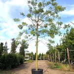 Honingboom Sophora japonica, Witte bloei, ca. 6 m hoog
