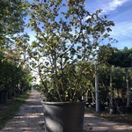 Sneeuwbal Viburnum carlcephalum, Meerstammig, Witte bloei, ca. 250 cm