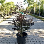 5x Japanse esdoorn Acer palmatum (in soorten), Prieelboom, Herfstverkl