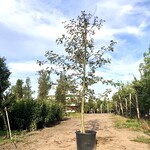 2x Sierappel Malus ‘Royalty’, Bloesemboom, Dieprode sierappels, ca. 3