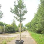 2x Portugese laurier Prunus ‘Angustifolia’, Leigeschikt, Wintergroen,