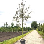 Appelboom Malus ‘Rode Jonathan’, Hoogstam, Vruchtdragend, ca. 4 m hoog