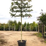 3x Winterlinde Tilia cordata, Leiboom, ca. 200 cm stamhoogte