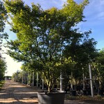 Japanse esdoorn Acer palmatum, Meerstammig, Rode herfstkleur, ca. 300