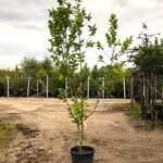 Beverboom Magnolia ‘Yellow River’, Meerstammig, Zachtgele bloei, ca. 2