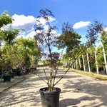 Zwarte vlier Sambucus ‘Black Lace’, Meerstammig, Roodbladig, ca. 150 c