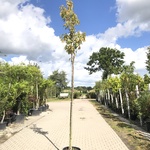 Japanse sierkers Prunus ‘Amanogawa’, Bloesemboom, Roze bloei, ca. 4 m