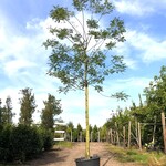 2x Honingboom Sophora japonica, Witte bloei, ca. 6 m hoog