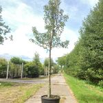 Perenboom Pyrus ‘Doyenne du Comicé’, Fruitboom, ca. 4 m hoog