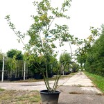 2x Sierappel Malus ‘Red Sentinel’, Meerstammig, Rode sierappeltjes, ca