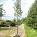 2x Perenboom Pyrus ‘Triomph de Vienne’, Fruitboom, ca. 3 m hoog