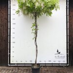 2x Witteregen Wisteria ‘Alba’, Dakboom, Witte bloei, ca. 220 cm stamho