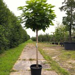2x Trompetboom Catalpa ‘Nana’, Bolboom, ca. 160 cm stamhoogte