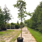 3x Walnotenboom Juglans ‘Chandler’, Vruchtboom, ca. 3 m hoog