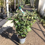 100x Olijfwilg Elaeagnus ebbingei, Haagplant, Wintergroen, ca. 60-80 c