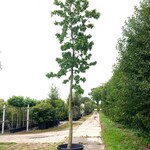 2x Amberboom Liquidambar styraciflua, Herfstverkleuring, ca. 6 m hoog
