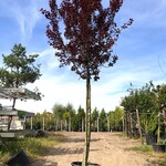 Kerspruim Prunus ‘Nigra’, Bloesemboom, Roodbladig, ca. 4 m hoog