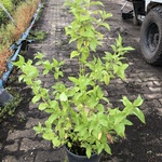 50x Bosplantsoen Euonymus, Viburnum, Amelanchier, Cornus, Aronia, Sier