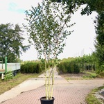 Himalayaberk Betula ‘Doorenbos’, Meerstammig, Witte stam, ca. 300 cm h