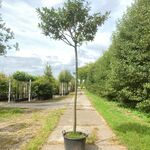 2x Laurierkers Prunus laurocerasus, Dakgeschikt, Wintergroen, ca. 220