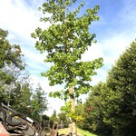 Amberboom Liquidambar styraciflua, Herfstverkleuring, ca. 7 m hoog