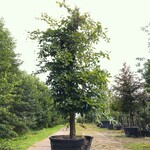 Beuk Fagus sylvatica, ca. 3 m hoog