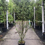 10x Sierheester Hibiscus, Blaasspirea en Vlinderstruik, Sierheester, R