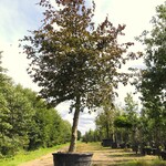 Rode beuk Fagus ‘Atropunicea’, Roodbladig, ca. 5 m hoog