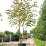 Hartjesboom Cercidiphyllum japonicum, Meerstammig, Roodgele herfstkleu
