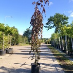 2x Rode treurbeuk Fagus ‘Purple Fountain’, Prieelboom, Roodbladig, ca.