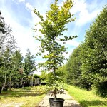 Beuk Fagus sylvatica, ca. 4 m hoog