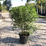 3x Mexicaanse oranjebloesem Choisya ‘White Dazzler’, Sierheester, ca.