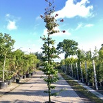 3x Perzisch ijzerhout Parrotia ‘Bella’, Zuilvorm, Rode herfstkleur, ca