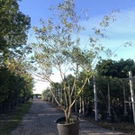 Schietwilg Salix alba, Meerstammig, Gele twijgen, ca. 300 cm hoog