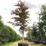 Rode beuk Fagus ‘Atropunicea’, Roodbladig, ca. 5 m hoog