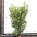 75x Laurierkers Prunus ‘Novita’, Haagplant, Wintergroen, ca. 50 m1 haa